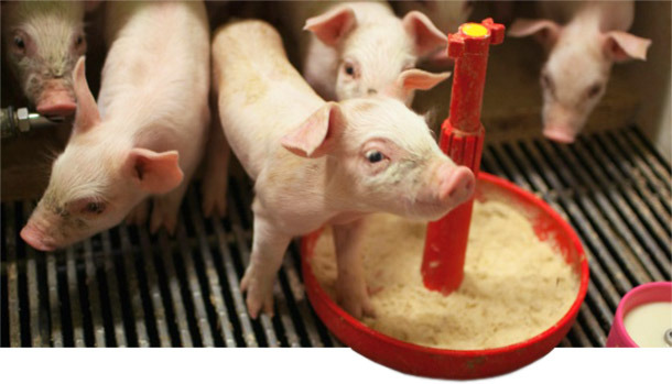 Suinetti in lattazione artificiale
