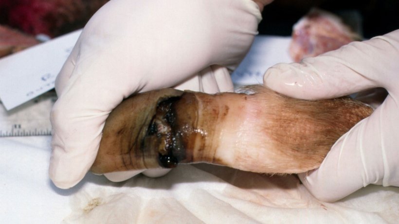 Figura 7. Separazione della parte distale dell'unghiello&nbsp;posteriore della scrofa con esposizione della lamina sensibile sottostante.
