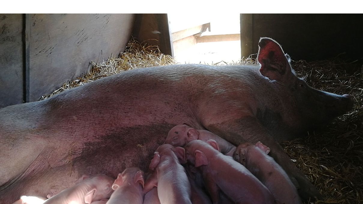 Suinetti che allattano.
