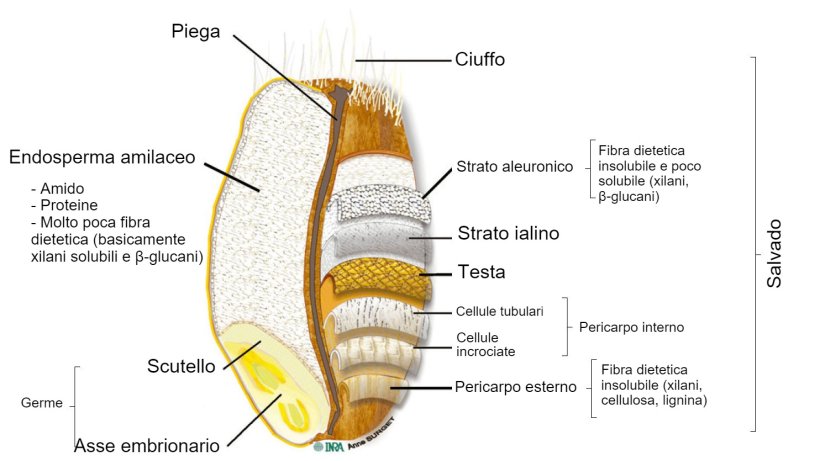 Figura 2. Sezione trasversale di un chicco di frumento integrale con la posizione delle sue parti. Adattato da Knudsen (2014) da Surget e Barron (2005).