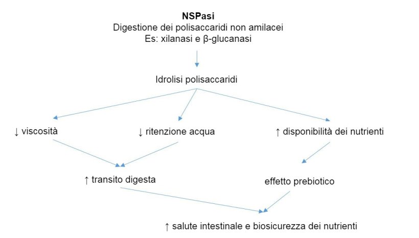 Meccanismo d'azione degli enzimi esogeni. Gli enzimi esogeni hanno attività prebiotica idrolizzando i polisaccaridi non amilacei verso gli oligosaccaridi utilizzabili da alcuni batteri. Adattato da Sinha 2011