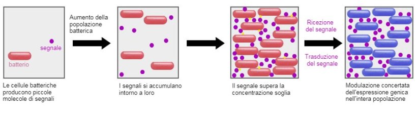 Un sistema promettente è la capacità di influenzare il meccanismo di segnalazione tra i batteri (Quorum sensing) attraverso alcuni probiotici. In questo modo, può essere impedito di attuare strategie di sopravvivenza comuni come la formazione di biofilm o la sporulazione in condizioni avverse.