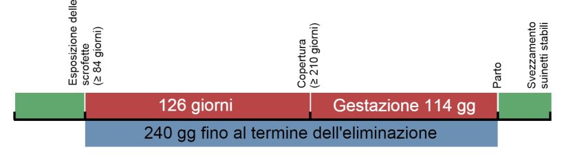 Figure 1. Cronologia dell'esposizione delle scrofette