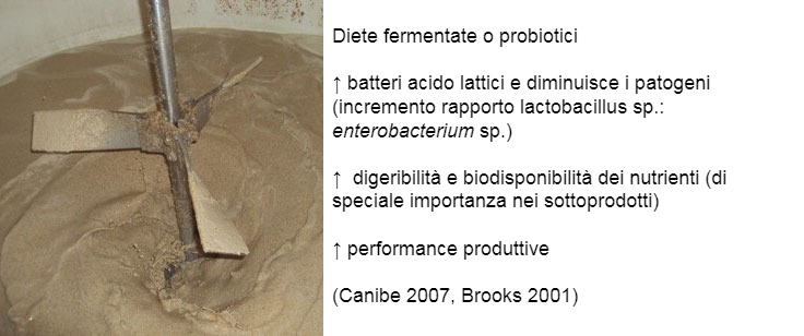 Figura 3: Pu&ograve; anche essere interessante incoraggiare la fermentazione attraverso l'uso di diete preferenziali o probiotiche. Molti benefici sono attribuiti a loro come l'aumento&nbsp;del microbiota favorevole (miglioramento del rapporto lactobacillus: enterobatteri), miglioramenti digestivi e infine miglioramenti nelle prestazioni produttive dell'animale.
