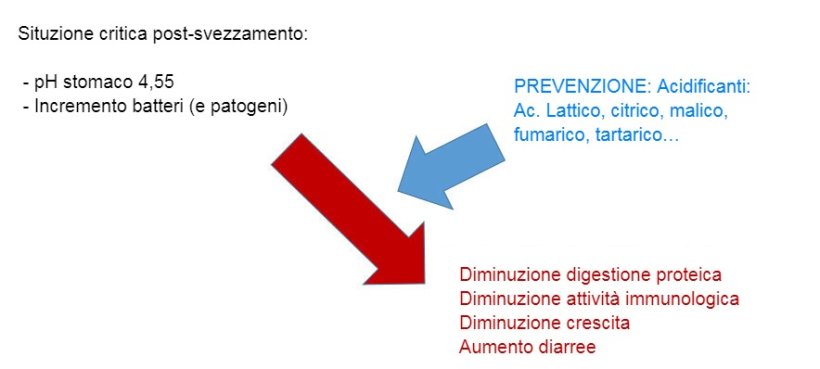 Figura 2: L'acidificazione del contenuto gastrointestinale&nbsp;&egrave; anche una buona strategia per migliorare la digestione, specialmente nei suinetti dopo lo svezzamento perch&eacute; la loro capacit&agrave; endogena &egrave; molto limitata. Mediante l'incorporazione di un acidificante nella dieta, viene evitata una riduzione della digestione delle proteine e delle influenze nell'immunit&agrave; e nei parametri produttivi.
