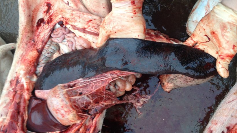 Suino infetto da PSA 14 giorni dopo il rilevamento iniziale della malattia. Milza aumentata di volume
