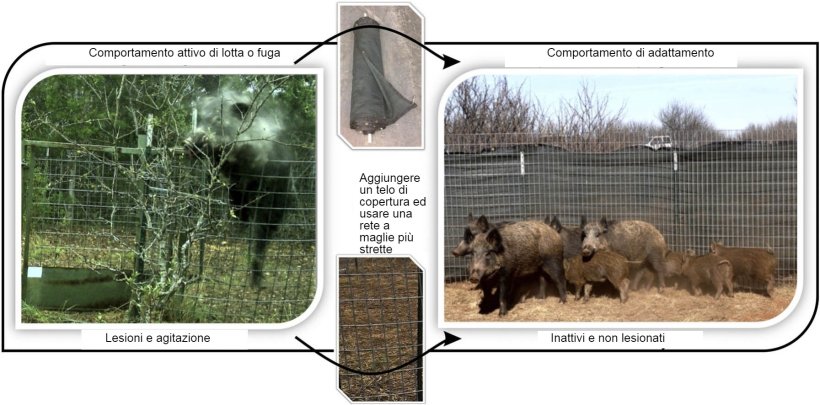 Riduzione degli infortuni e risposta alla fuga durante la cattura di cinghiali