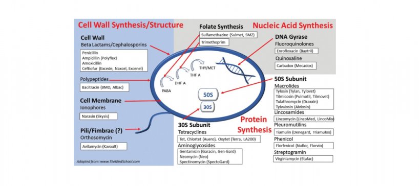 I 4 meccanismi di azione degli antibiotici