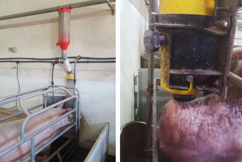 Figura 1. Sistema di alimentazione con il dosificatore, un tubo di connessione pi&ugrave; o meno largo, dispositivocon la mangiatoia e feeding ball.
