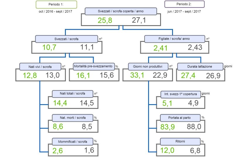Figura 1. Albero della produttivit&agrave; dei suinetti svezzati/scrofa coperta/anno, comparativo dei due periodi.
