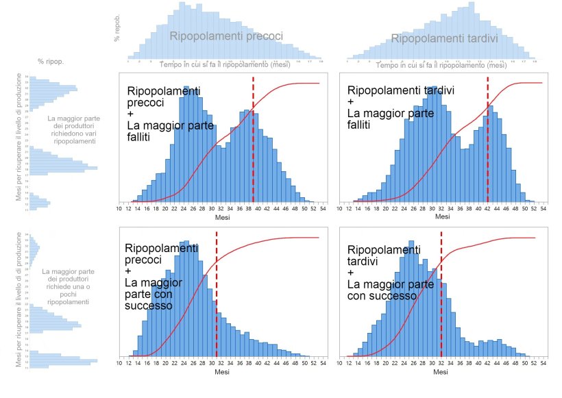Grafico&nbsp;1. Sono descritti quattro diversi modelli di ripopolamento del patrimonio suinicolo&nbsp;in base al momento in cui vengono prese le decisioni di ripopolamento (precoce&nbsp;/ tardivo: parte superiore del grafico) e al tempo necessario per ripristinare completamente la produzione (uno-pochi / vari&nbsp;tentativi: a sinistra del grafico). Le distribuzioni di probabilit&agrave; cumulative del tempo di recupero sono visualizzate in rosso e le linee rosse tratteggiate mostrano il numero di mesi necessari fino al raggiungimento dell'80% del ripopolamento.
