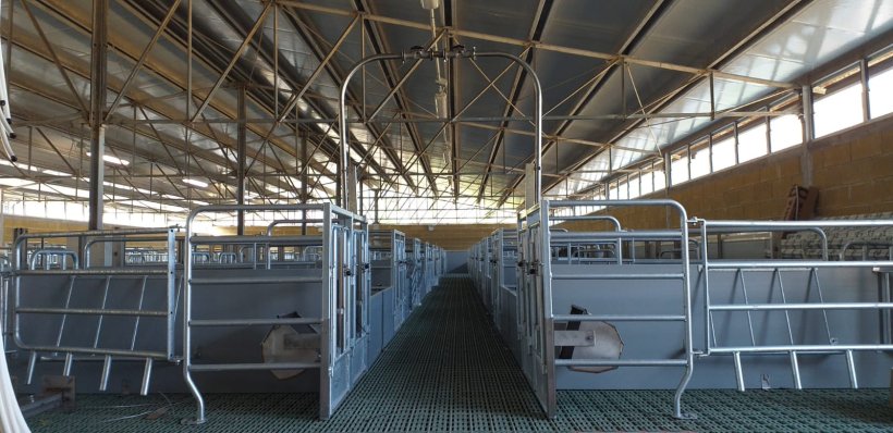 capannone box parto libero