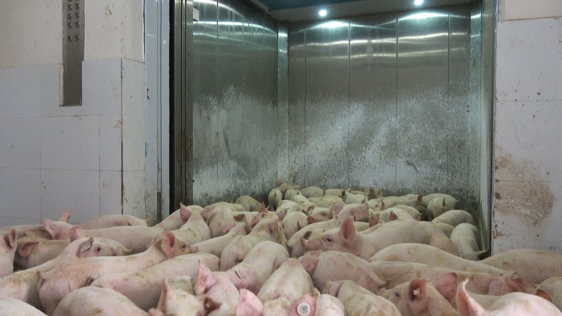 Foto 6: Ascensore per la movimentazione dei suini
