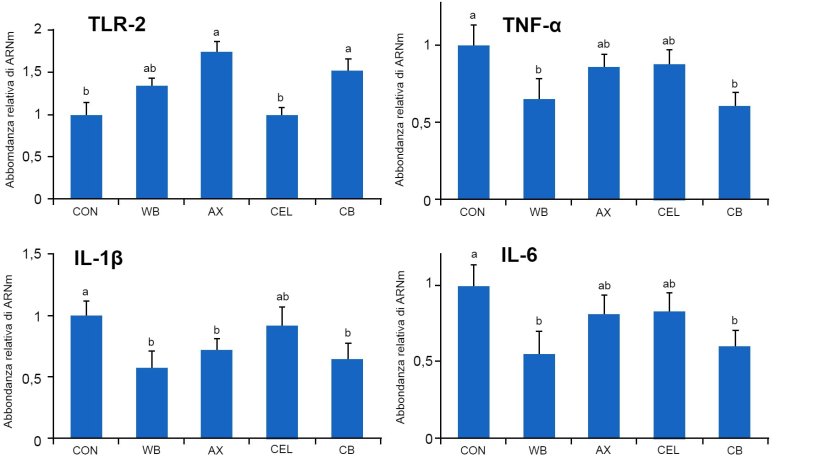 Figura 1. Effetto di diverse fonti di fibre nella dieta sull'espressione genica dei recettori TLR-2 e delle citochine pro-infiammatorie nell'intestino dei suinetti svezzati. CON: dieta controllo senza componenti fibrose WB: dieta con aggiunta di 10% di crusca di frumento AX: dieta con aggiunta di una quantità di arabinoxilani equivalente a quella apportata dal 10% di crusca di frumento CEL: dieta con aggiunta di una quantità di cellulosa equivalente a quella apportata dal 10% di crusca di frumento (CEL) CB: dieta con aggiunta delle stesse quantità di arabinoxilani e cellulosa, insieme. Medie con distinta lettera differisce in maniera statisticamente significativa (p<0,05). Fonte: Chen e col., 2016