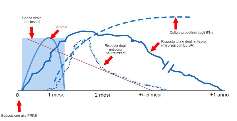 Grafico 1: Risposta del sistema immunitario di un suino infetto dal virus PRRS (López e Osorio, 2004).