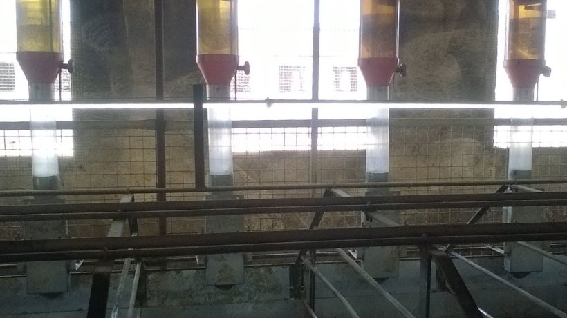 L'uso di lampade fluorescenti o led poste 1 metro sopra le scrofe&nbsp;&egrave; una buona misura per garantire l'intensit&agrave; della luce raccomandata per una buona venuta in calore.
