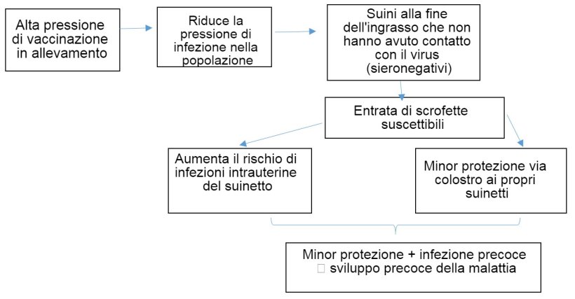 Figura 1: Evoluzione dell'epidemiologia dell'infezione da PCV-2 in un contesto di vaccinazione sistematica.
