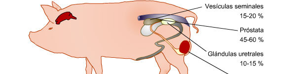Aparato genital del verraco