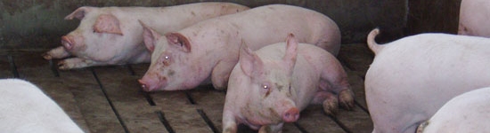 Cerdos de engorde