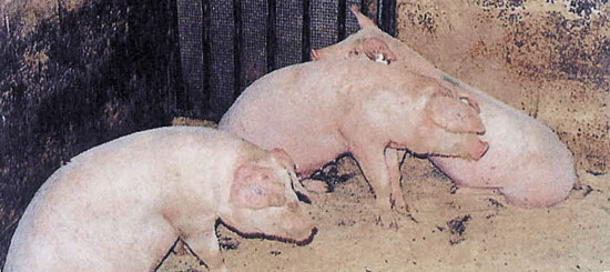 Cerdos con problemas respiratorios