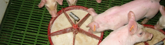 Preparación de una papilla