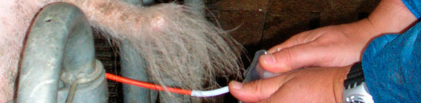 La inseminación de la cerda