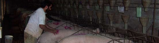 Recela y cubrición de cerdas en jaula (I)