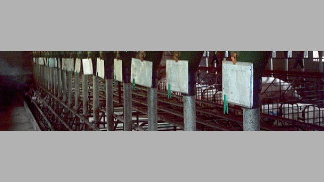 Cada lote de cerdas se identifica con un color dis 2