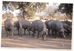 cerdo ibérico