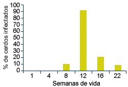 Dinámica infección por PCV2 granja B