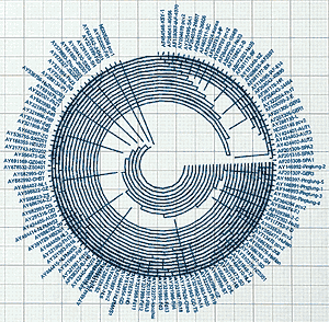 Dendrograma circular PCV2