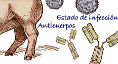 estado de infección anticuerpos