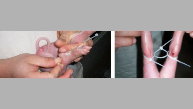 Con unas bridas de plástico se sujetan las patas de los lechones para evitar que se separen