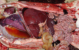 Pericarditis, pleuritis serosa, edema interlobulillar, bronconeumonía intersticial, fatal hemorragia en cavidad abdominal