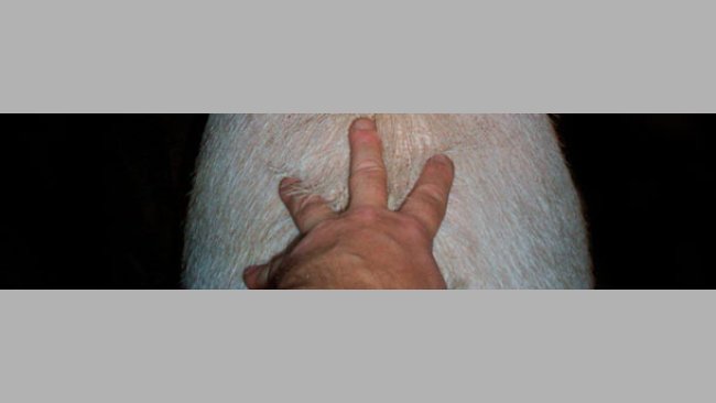 Estimulación de la cerda