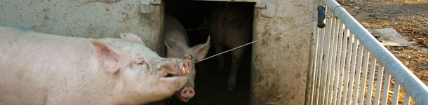 El cerdo se sujeta por si solo y no escapará porque siempre tiene tendencia a tirar hacia atrás.
