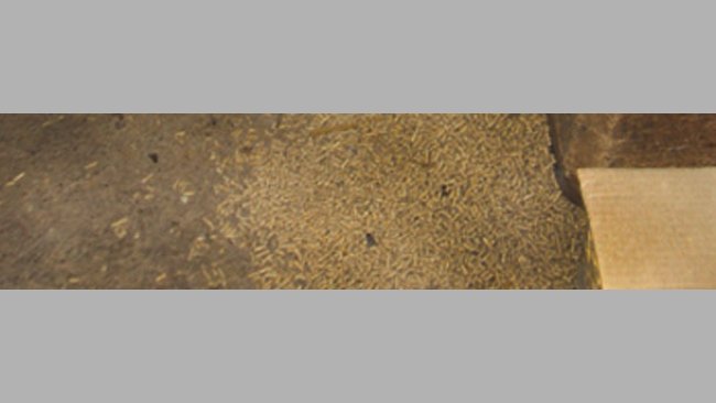 Excrementos de roedores en pienso