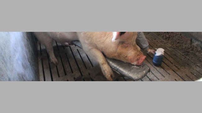 Granjas de genética