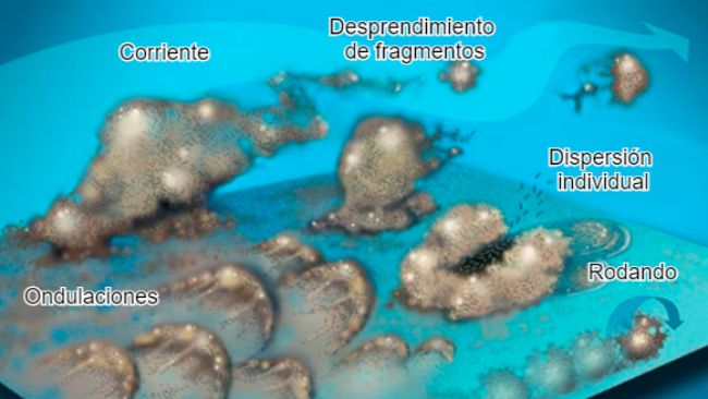 Figura 7. Las bacterias del biofilm pueden mobilizarse de muchas formas: Colectivamente ya sea en ondulaciones, rodando sobre la superficie o desprendi&eacute;ndose en grupos o individualmente, dispers&aacute;ndose en la corriente. Fuente:&nbsp;Center for Biofilm Engineering, Montana State University
