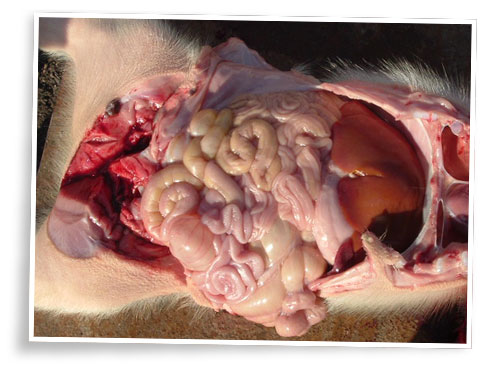 coccidiosis enteritis catarral