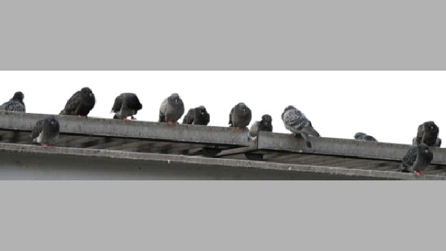 Palomas