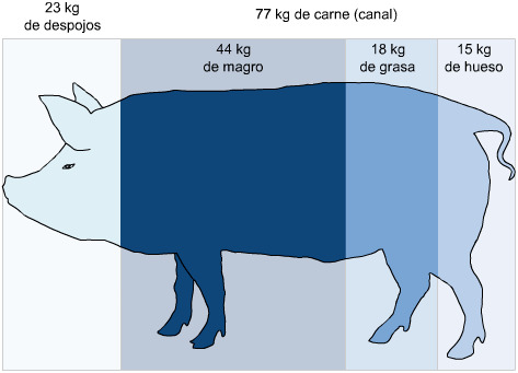 Proporciones del cerdo