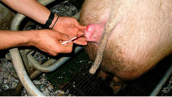 Administrando prostaglandina a la cerda 1