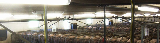 El conocimiento actual sobre su sensibilidad al parpadeo sugiere que es similar al del gato y que son incapaces de detectar el parpadeo de un fluorescente cuando funciona correctamente.