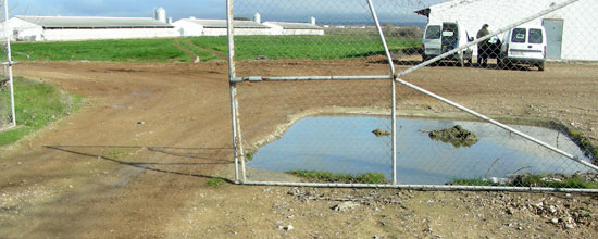 Pediluvio sin uso en una granja de cerdos