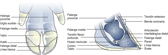 Esquema de las pezuñas