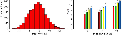 Distribuci&oacute;n del PV de los lechones a final de lactaci&oacute;n durante 6 bandas de destete consecutivas (A) y clasificaci&oacute;n inicial y evoluci&oacute;n del PV a lo largo de la fase pre-est&aacute;rter (B).