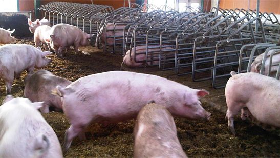 Independientemente del tama&ntilde;o del grupo, el suelo continuo compacto ser&aacute; de al menos 1,3 m2/cerda y de 0,95 m2/cerda joven.