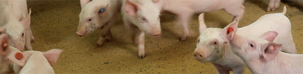 Uso de distintos colores de crotal para identificar lechones de semanas distintas