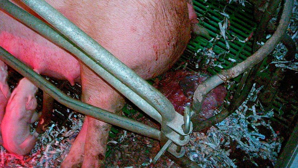 Monitorizaci&oacute;n de partos